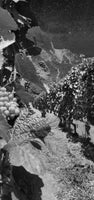 Vins biodynamie (Biodyvin et Demeter) Delémont Jura Suisse. Vins émotions, Delémont Jura Suisse. Grand Vin Delémont Jura Suisse. 